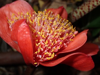 Lily